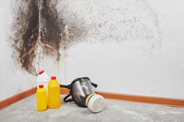 Best Certified Mold Removal  in Leominster, MA
