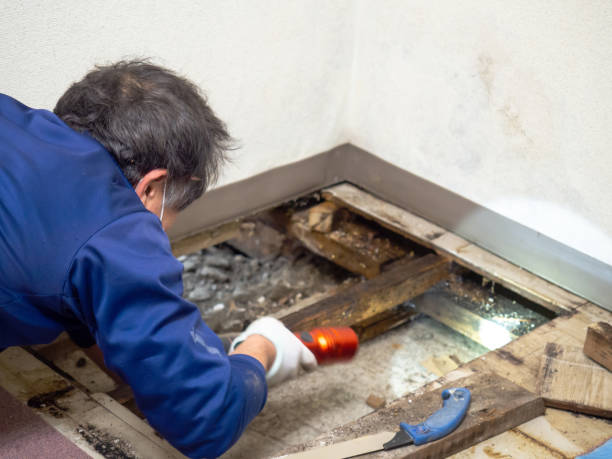 Best Certified Mold Removal  in Leominster, MA