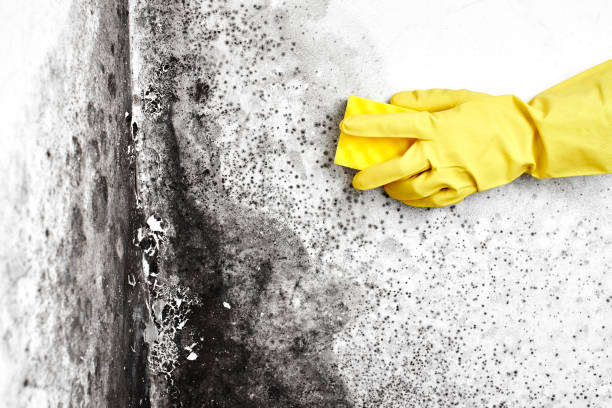 Mold Testing and Removal in Leominster, MA