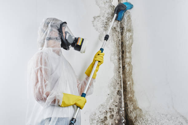 Best Same-Day Mold Removal  in Leominster, MA