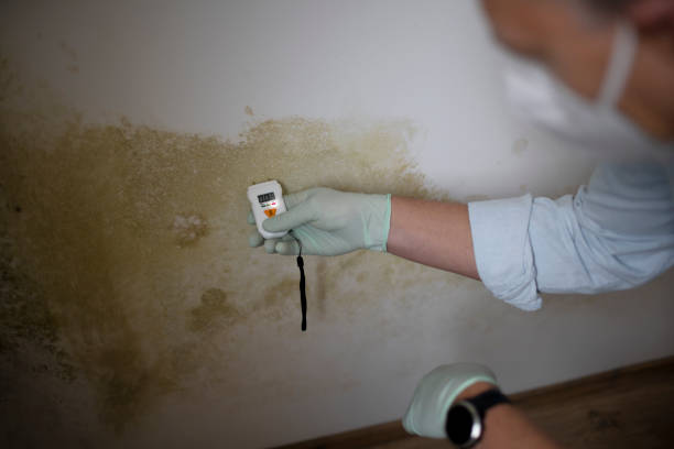 Best Fast Mold Removal  in Leominster, MA