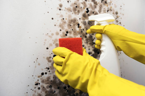 Best Mold Removal Company Near Me  in Leominster, MA