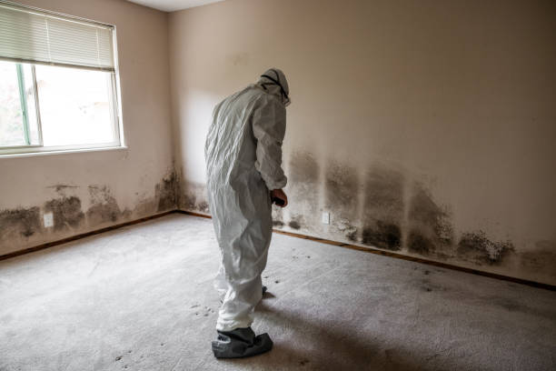 Best Office Mold Removal Services  in Leominster, MA