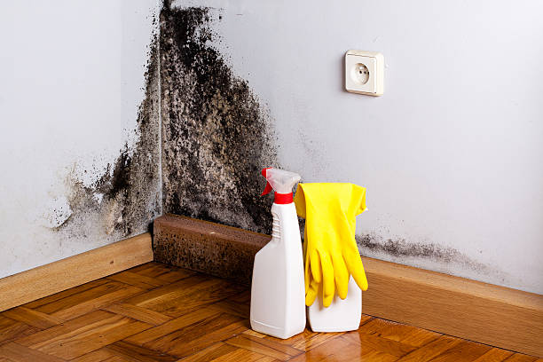 Best Mold Damage Repair  in Leominster, MA