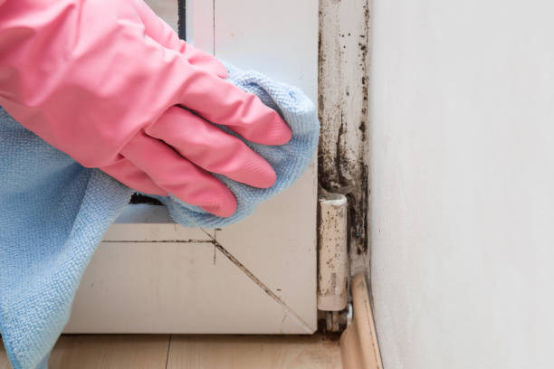 Best Black Mold Removal  in Leominster, MA