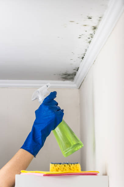Certified Mold Removal in Leominster, MA